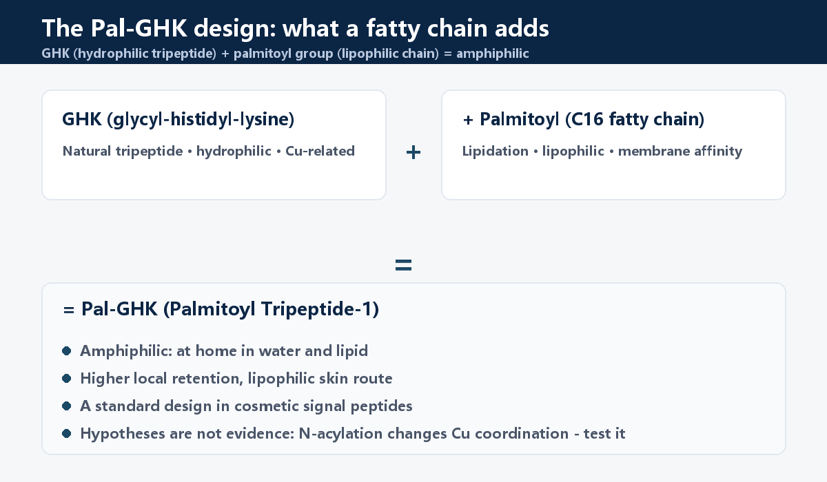 Pal-GHK design logic: amphiphilic signal peptide from GHK plus a palmitoyl chain